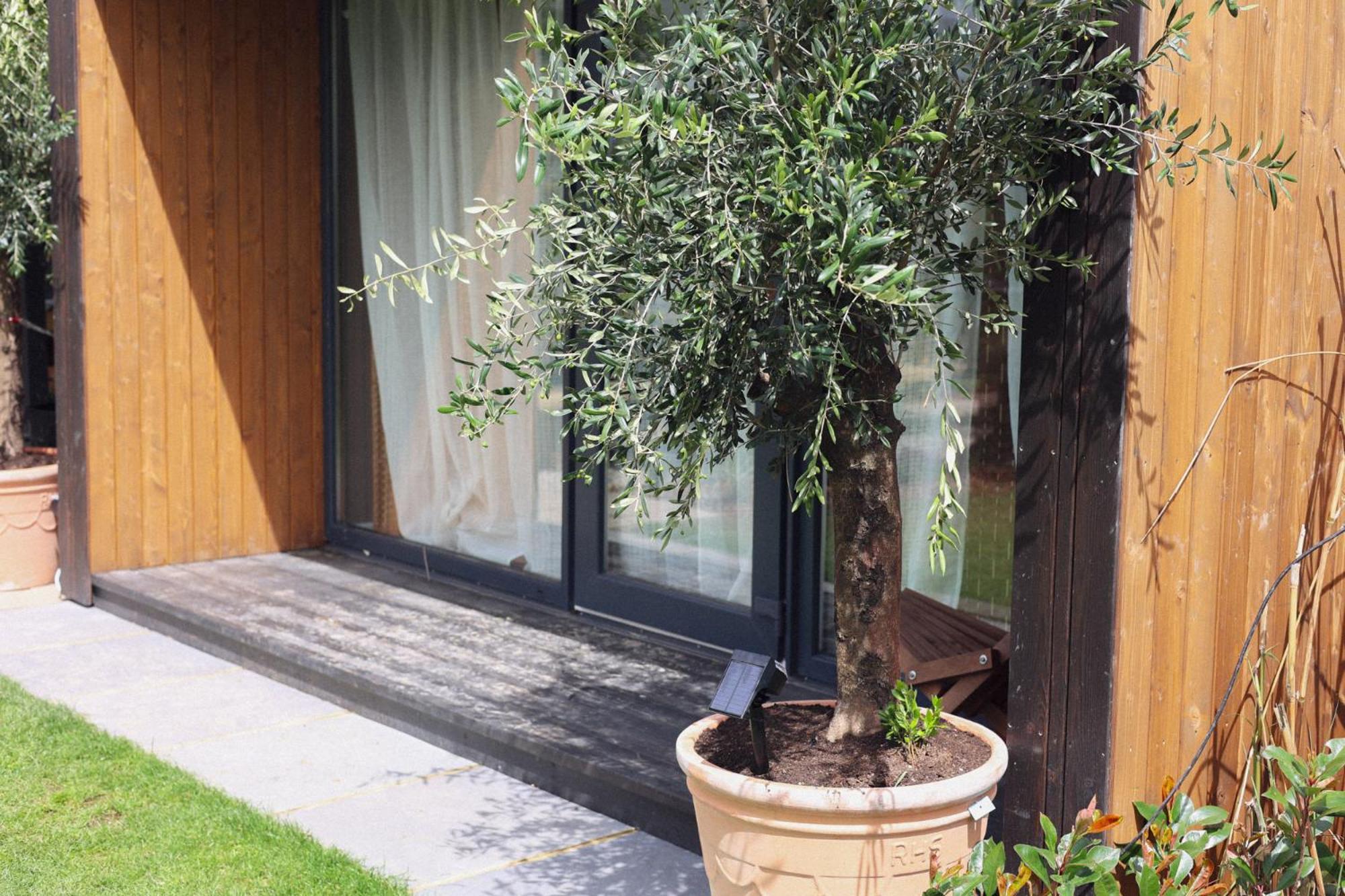 אשפורד Dragonfly Glamping Spa Retreat מראה חיצוני תמונה